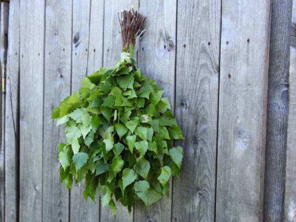 Березовый веник для бани – особенности и самостоятельная заготовка – всё о банях