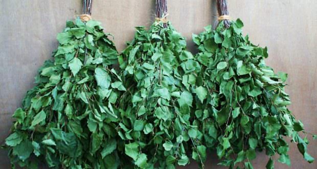 Березовый веник для бани – особенности и самостоятельная заготовка – всё о банях