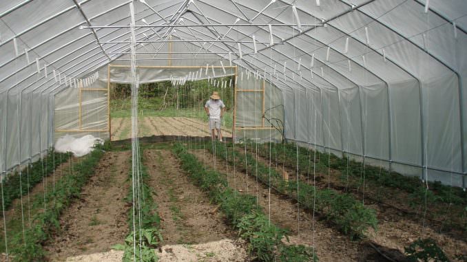 Бизнес на тепличном хозяйстве