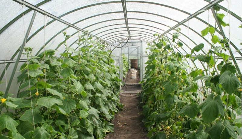 Бизнес на тепличном хозяйстве