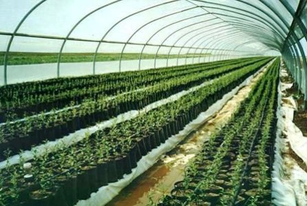 Бизнес на тепличном хозяйстве