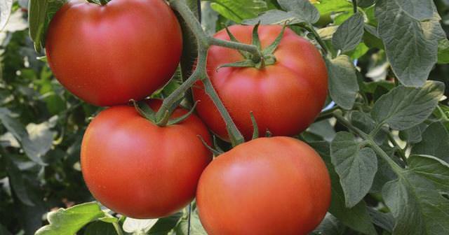 Благоприятные дни календаря для высадки рассады помидоров