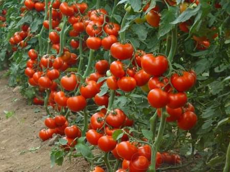 Благоприятные дни календаря для высадки рассады помидоров