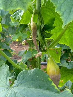 Болезни огурцов в теплице: причины возникновения и методы лечения