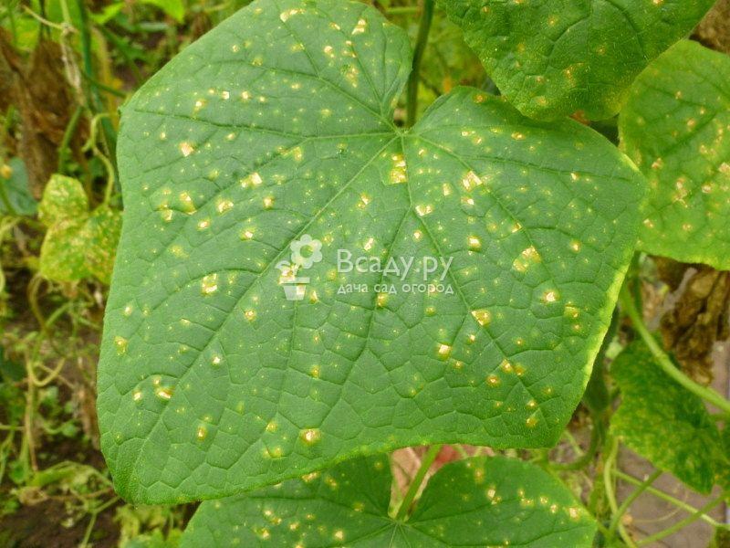 Болезни огурцов в теплице: причины возникновения и методы лечения