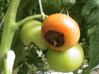 Болезни помидоров в теплице: причины возникновения и меры борьбы