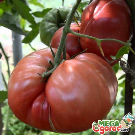 Болгарские помидоры: сортовые преимущества и польза