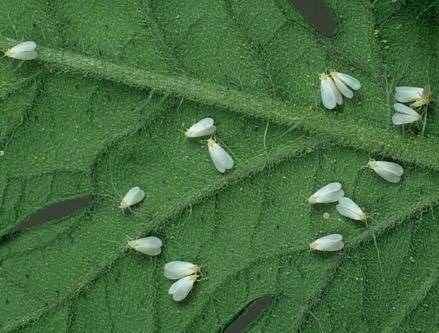 Боремся с белыми мошками на помидорах в теплице