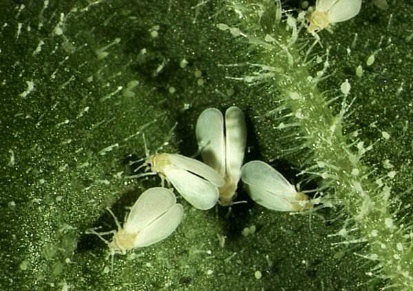 Боремся с белыми мошками на помидорах в теплице