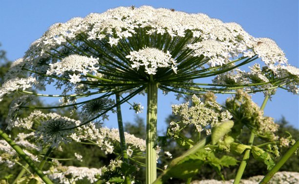 Борщевик – ядовитое растение в огороде
