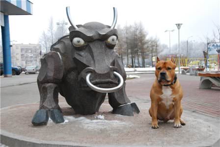 Бык и Собака: совместимость женщины и мужчины в любви и браке