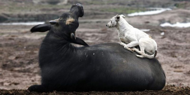 Бык и Собака: совместимость женщины и мужчины в любви и браке