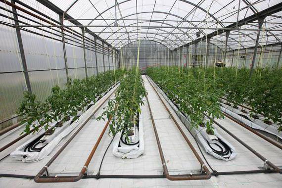 Чем хороши отапливаемые теплицы из поликарбоната?