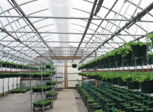 Чем хороши отапливаемые теплицы из поликарбоната?