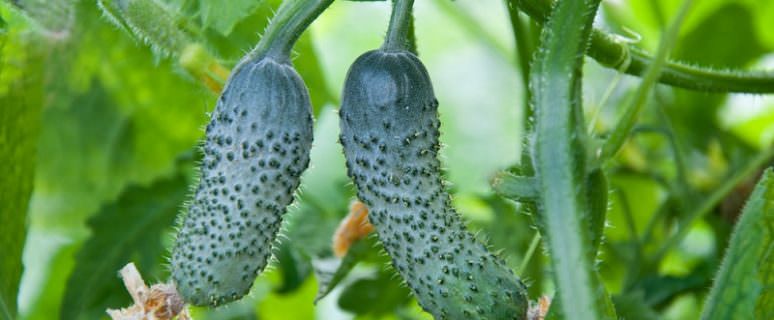 Чем, как и когда следует обработать огурцы