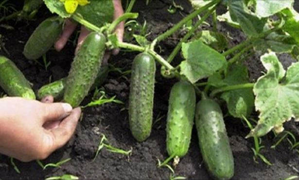 Чем, как и когда следует обработать огурцы