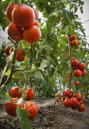 Чем, когда и как нужно опрыскивать тепличные помидоры