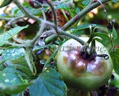 Чем обработать помидоры от фитофторы: борьба народными средствами