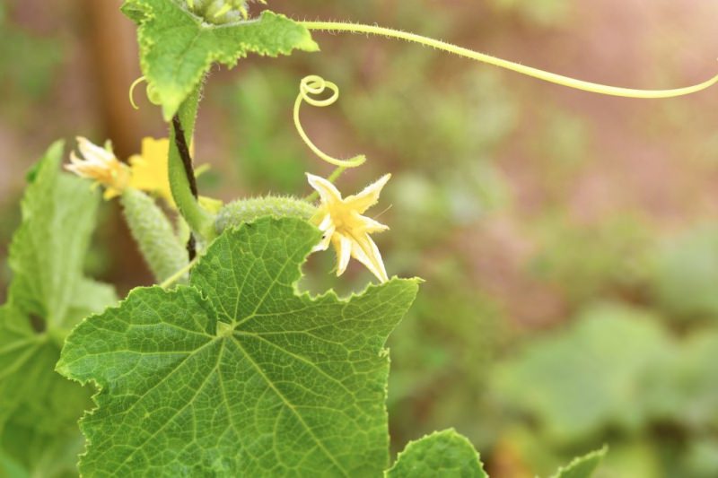 Чем опрыскивать огурцы в лечебных и профилактических целях