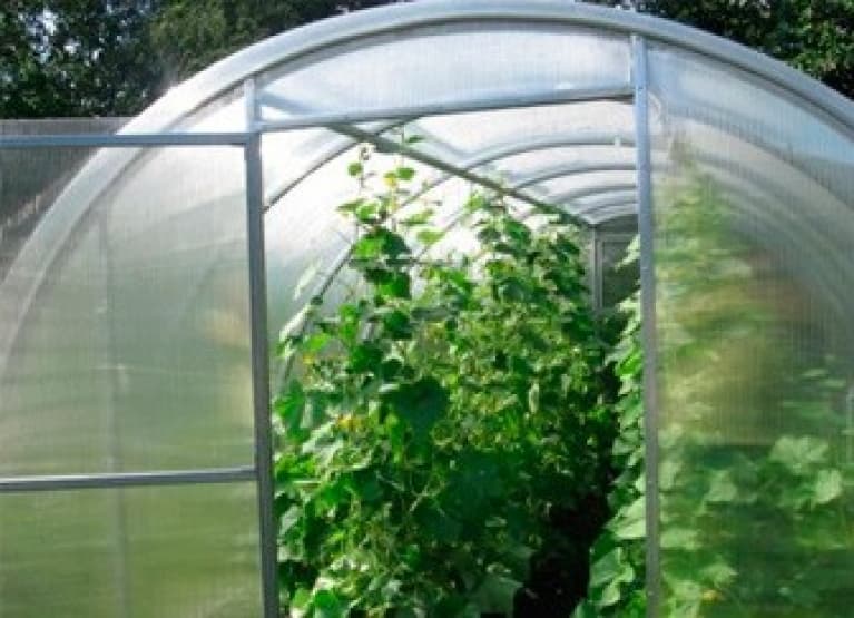 Чем отличаются промышленные теплицы для огурцов от малых теплиц?