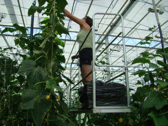 Чем отличаются промышленные теплицы для огурцов от малых теплиц?