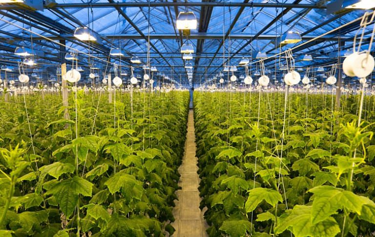 Чем отличаются промышленные теплицы для огурцов от малых теплиц?