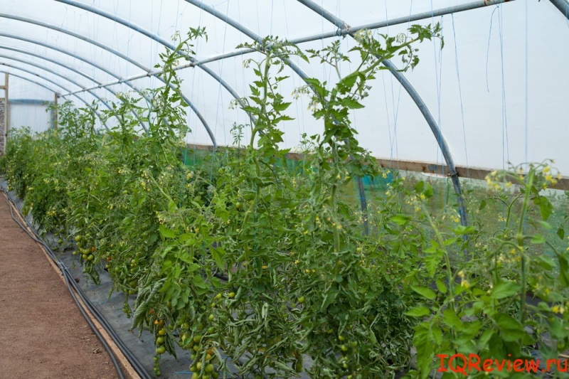 Чем отличаются промышленные теплицы для огурцов от малых теплиц?