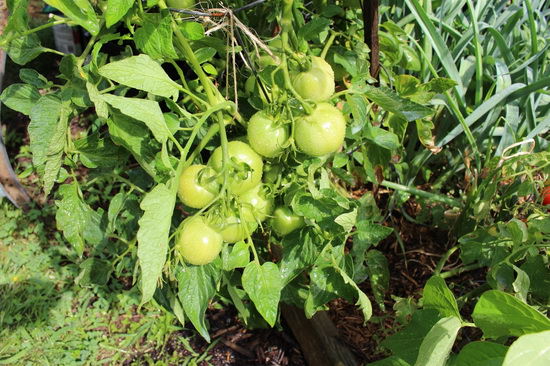 Чем подкормить подросшие помидоры после посадки в теплицу