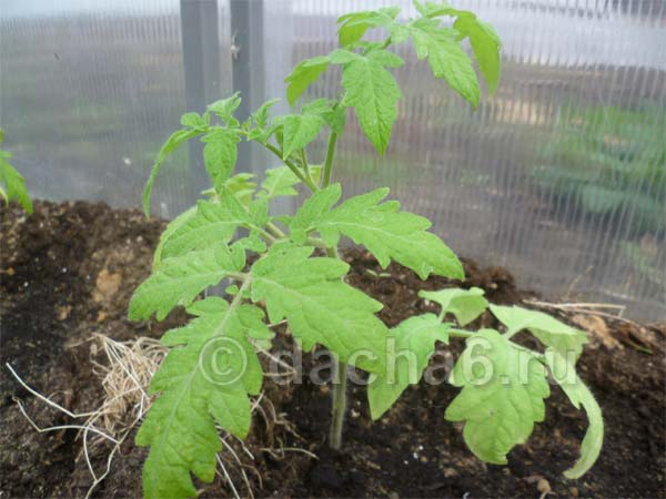 Чем подкормить подросшие помидоры после посадки в теплицу