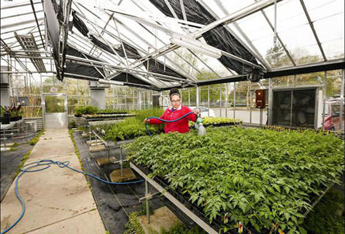 Чем подкормить подросшие помидоры после посадки в теплицу