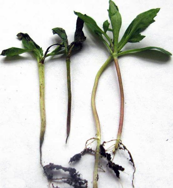 Черная ножка у рассады томатов: что делать и как избежать проблемы в будущем