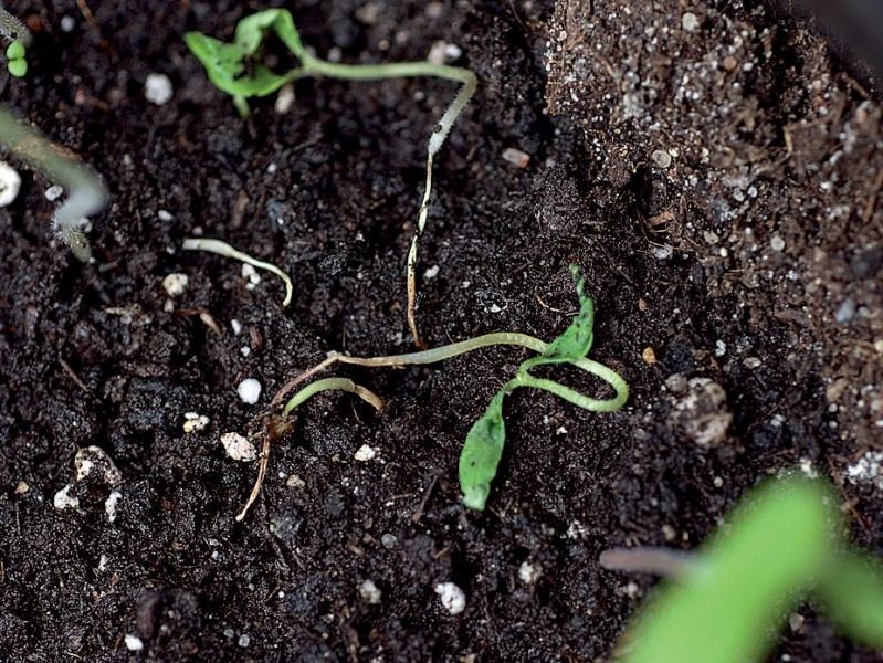 Черная ножка у рассады томатов: что делать и как избежать проблемы в будущем