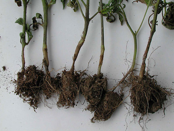 Черная ножка у рассады томатов: что делать и как избежать проблемы в будущем