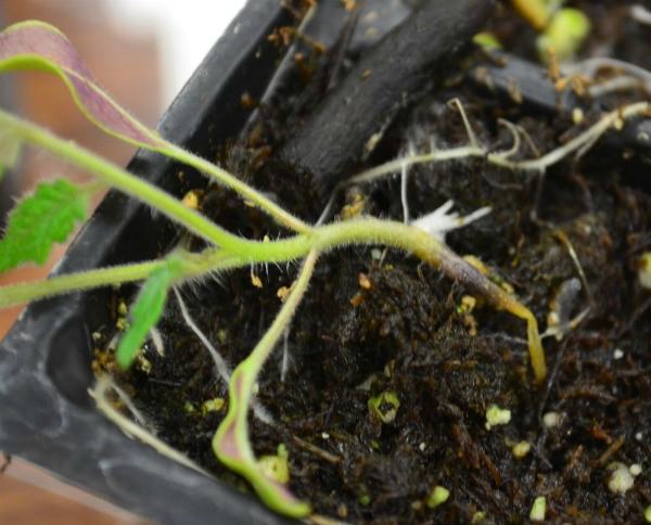 Черная ножка у рассады томатов: что делать и как избежать проблемы в будущем