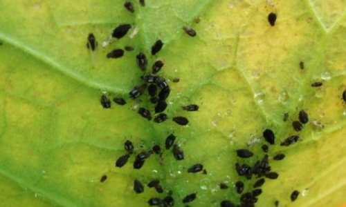 Черные и белые мошки на помидорах: как избавиться от вредителей