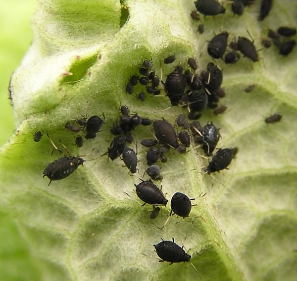 Черные и белые мошки на помидорах: как избавиться от вредителей