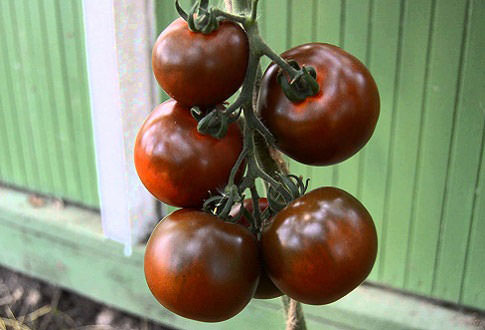 Черные помидоры кумато