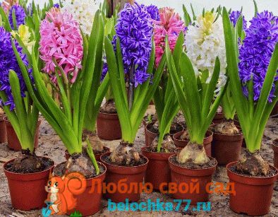 Что делать, чтобы зацвел гиацинт?