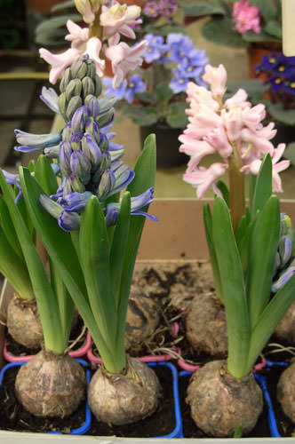 Что делать, чтобы зацвел гиацинт?