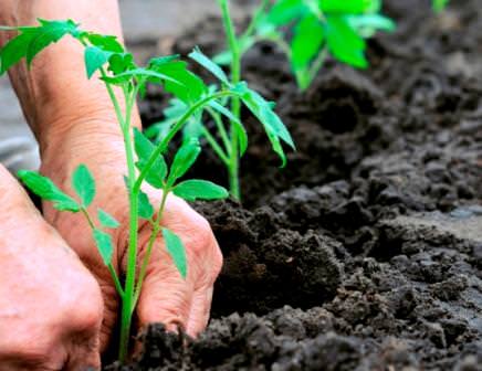 Что делать, если переросла рассада помидоров?