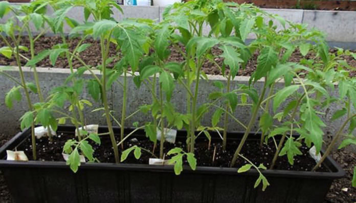 Что делать, если переросла рассада помидоров?