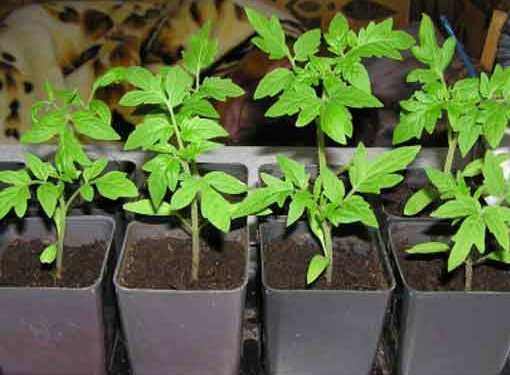 Что делать, если плохо растет рассада помидоров