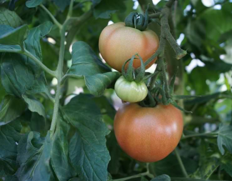 Что делать, если помидоры в теплице выросли очень высокие?