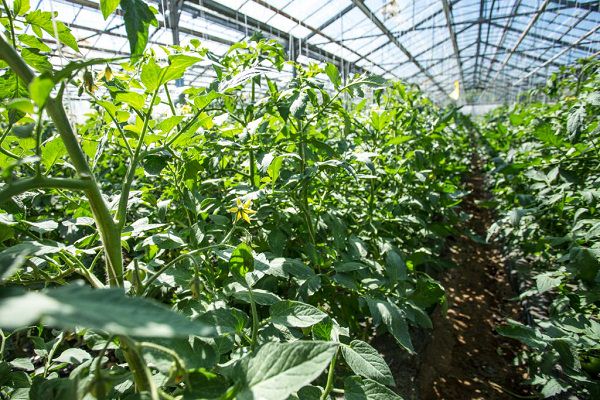 Что делать, если томаты жируют в теплице