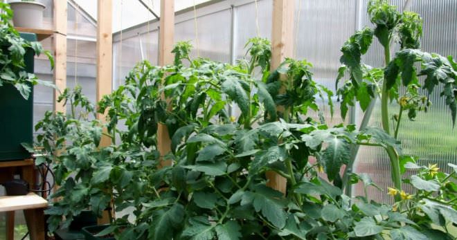 Что делать, если томаты жируют в теплице