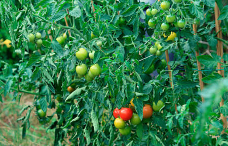 Что делать, если томаты жируют в теплице