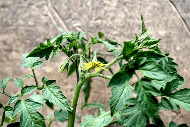 Что делать, если томаты жируют в теплице