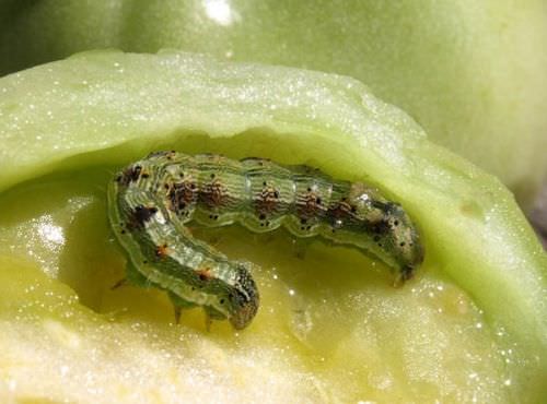 Что делать, если в теплице появились гусеницы?