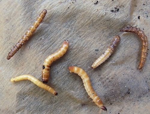 Что делать, если в теплице появились гусеницы?