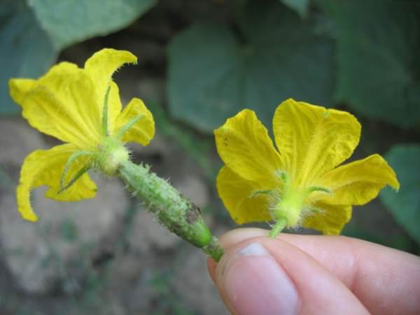 Что делать с пустоцветом на огурцах при выращивании в теплице